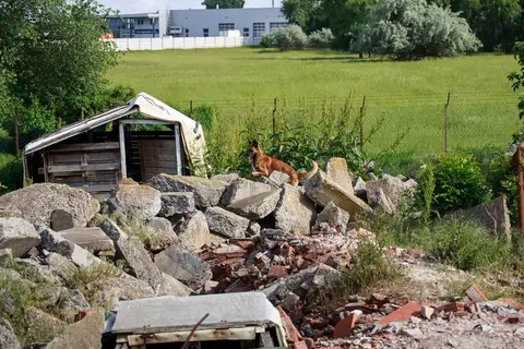 International Training Camp for Search and Rescue Dogs - Jászberény, 2016