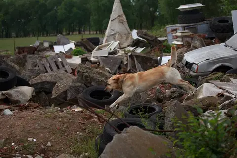 International Training Camp for Search and Rescue Dogs - Jászberény, 2016