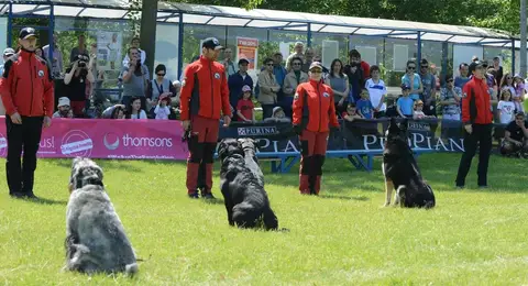 Hiperparada Animalelor at Cora – 8th Edition