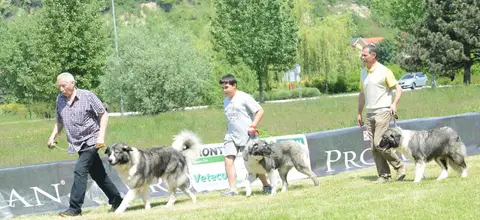Hiperparada Animalelor at Cora – 8th Edition