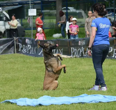Hiperparada Animalelor at Cora – 8th Edition