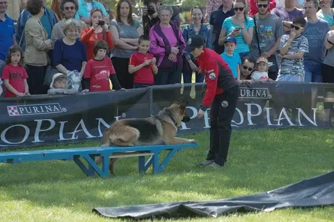 Hiperparada Animalelor at Cora – 8th Edition