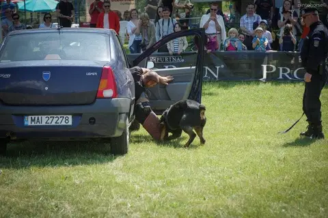 Hiperparada Animalelor at Cora – 8th Edition