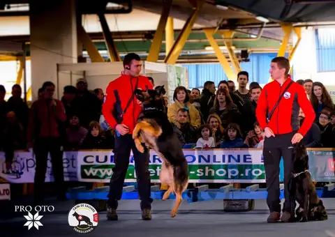 Napoca Dog Show 2017