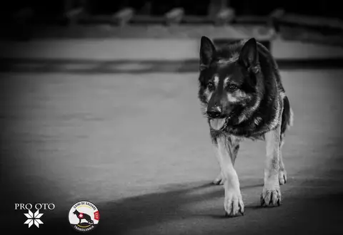 Napoca Dog Show 2017