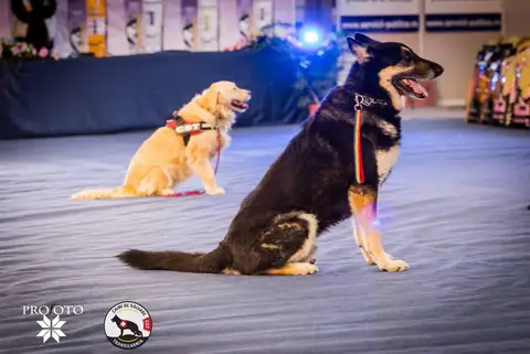 Napoca Dog Show 2017