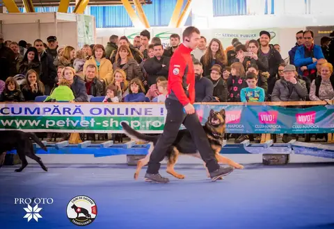 Napoca Dog Show 2017
