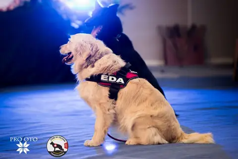 Napoca Dog Show 2017