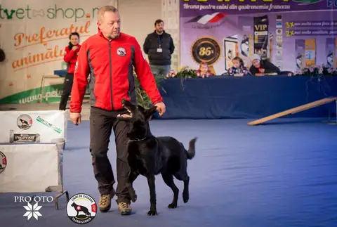 Napoca Dog Show 2017
