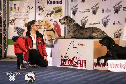 Napoca Dog Show 2017