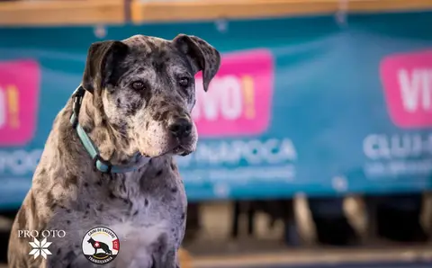 Napoca Dog Show 2017