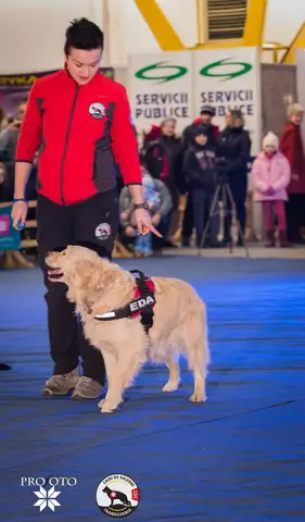 Napoca Dog Show 2017