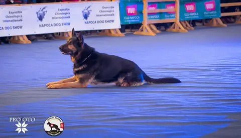 Napoca Dog Show 2017