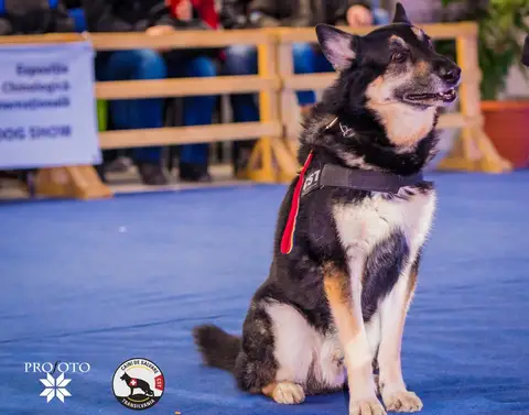 Napoca Dog Show 2017