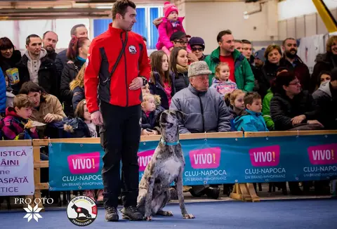 Napoca Dog Show 2017