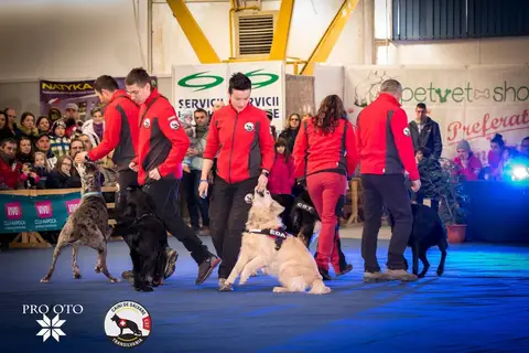 Napoca Dog Show 2017