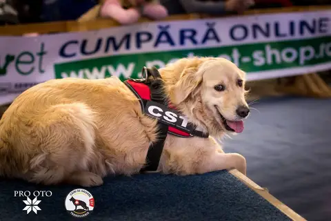 Napoca Dog Show 2017