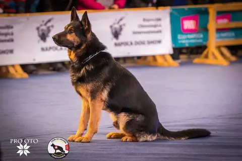 Napoca Dog Show 2017