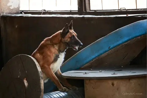 CST National Search and Rescue Dog Camp – 2017