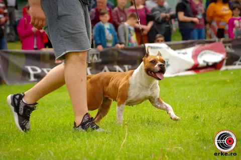 Hiperparada Animalelor at Cora – 9th Edition