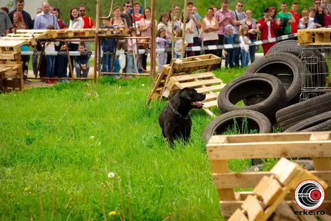 Hiperparada Animalelor at Cora – 9th Edition