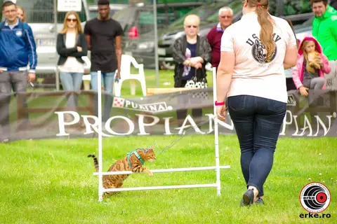 Hiperparada Animalelor at Cora – 9th Edition