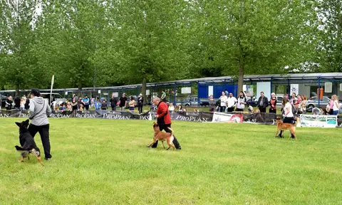 Hiperparada Animalelor at Cora – 9th Edition