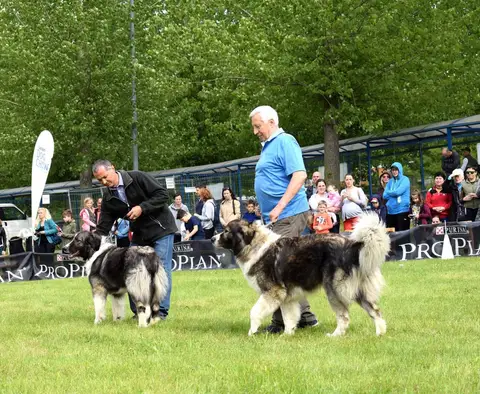 Hiperparada Animalelor at Cora – 9th Edition
