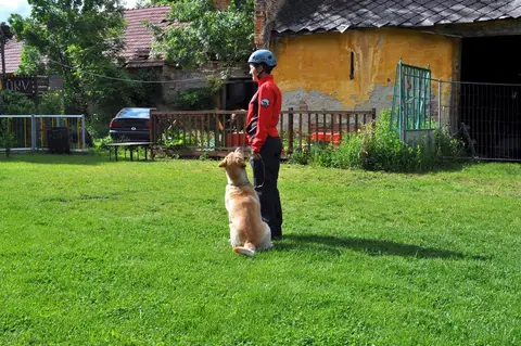 Tabăra internațională pentru câini de salvare 2017 - Ebreichsdorf