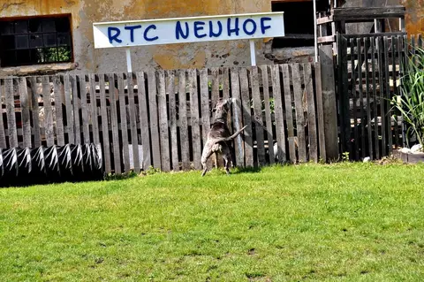 Tabăra internațională pentru câini de salvare 2017 - Ebreichsdorf
