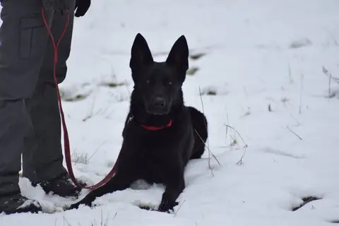CST National Search and Rescue Dog Camp 2018