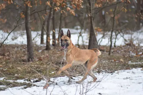 CST National Search and Rescue Dog Camp 2018