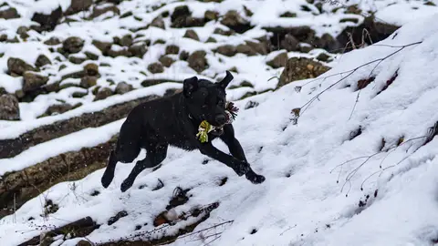 CST National Search and Rescue Dog Camp 2018