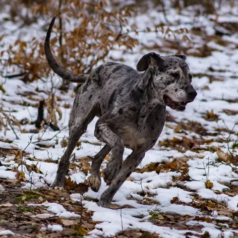 CST National Search and Rescue Dog Camp 2018