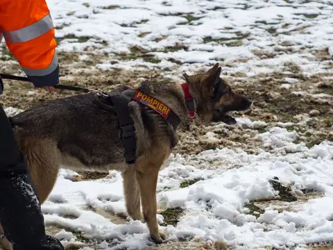 CST National Search and Rescue Dog Camp 2018