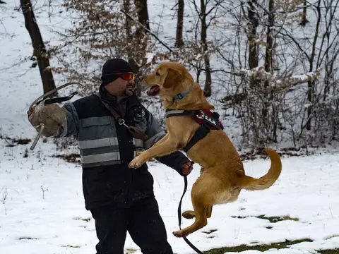CST National Search and Rescue Dog Camp 2018