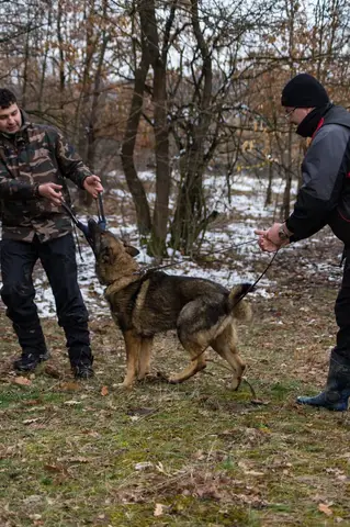 CST National Search and Rescue Dog Camp 2018