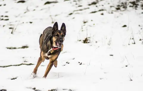 CST National Search and Rescue Dog Camp 2018