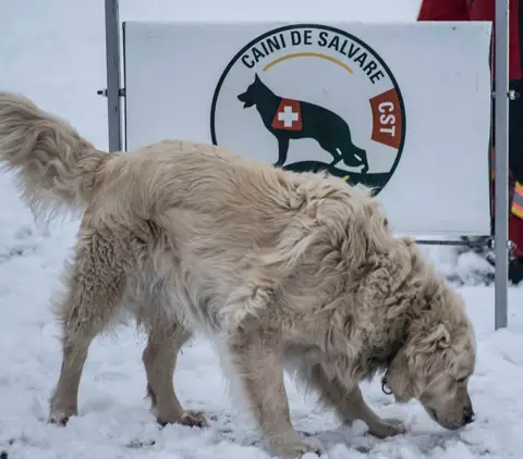 CST National Search and Rescue Dog Camp 2018