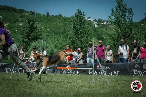 HiperParada Animalelor la Cora - ediția a X-a