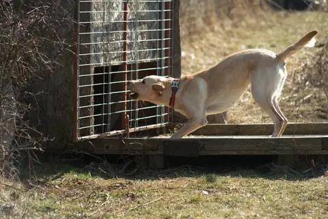 CST National Search and Rescue Dog Camp – 2019
