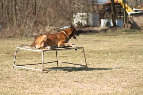 CST National Search and Rescue Dog Camp – 2019