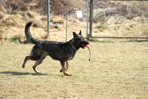 CST National Search and Rescue Dog Camp – 2019