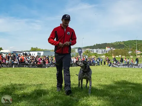 HiperParada Animalelor 2019
