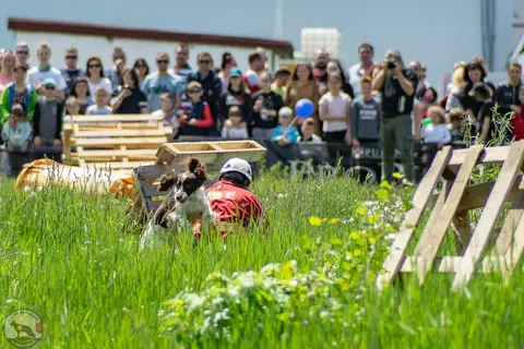 HiperParada Animalelor 2019