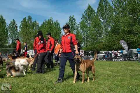 HiperParada Animalelor 2019