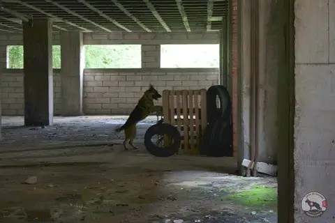 Canine Camp – 1st Edition, Timișoara, 2019