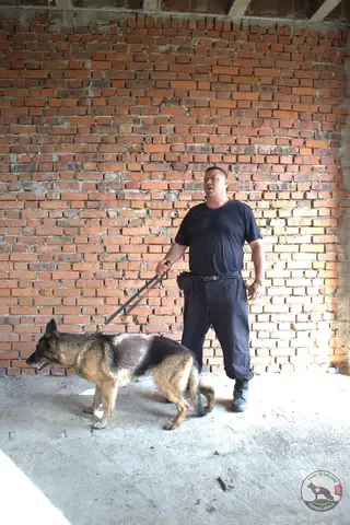 Canine Camp – 1st Edition, Timișoara, 2019
