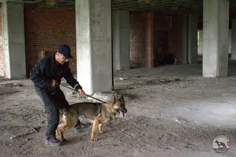 Canine Camp – 1st Edition, Timișoara, 2019