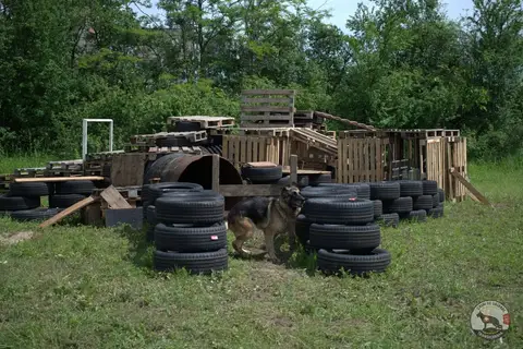 Canine Camp – 1st Edition, Timișoara, 2019